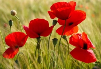 Gelincik Özellikleri Nelerdir?