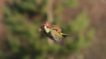 Gelincik Kuşu Türleri ve Özellikleri