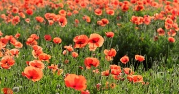 Gelincik Otu Kullanımı ve Faydaları Nelerdir?