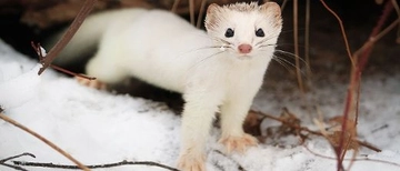 Gelincik Türleri Nelerdir?